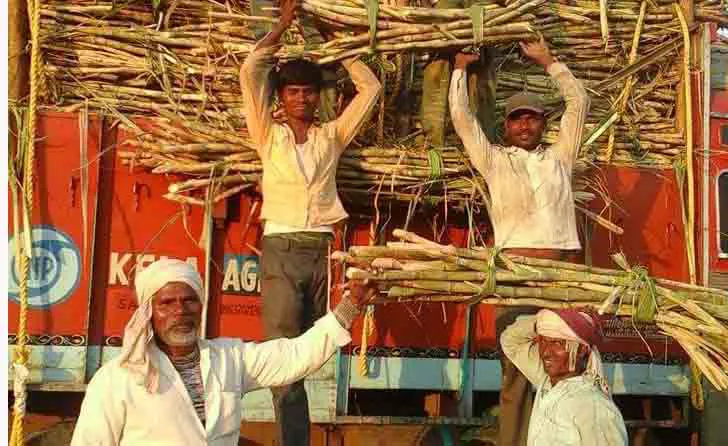 Record Sugarcane Crushing Season Milestone